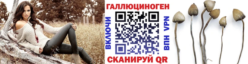 дарнет шоп  Бердск  Псилоцибиновые грибы MAGIC MUSHROOMS 